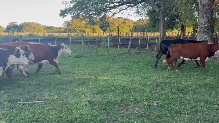 Lote 37 Vacas de invernar en Corrientes, San Roque