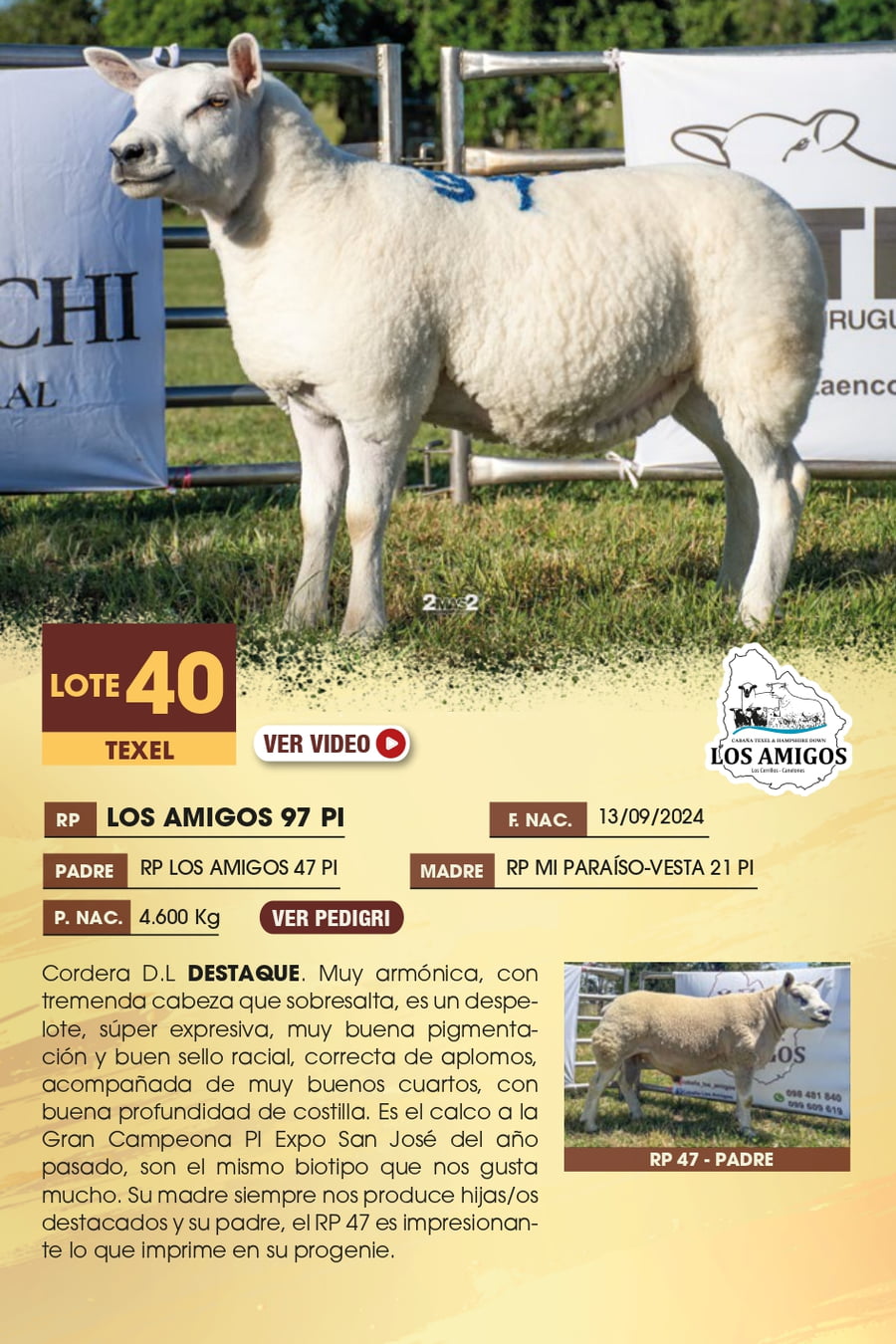 Lote 40 - TEXEL