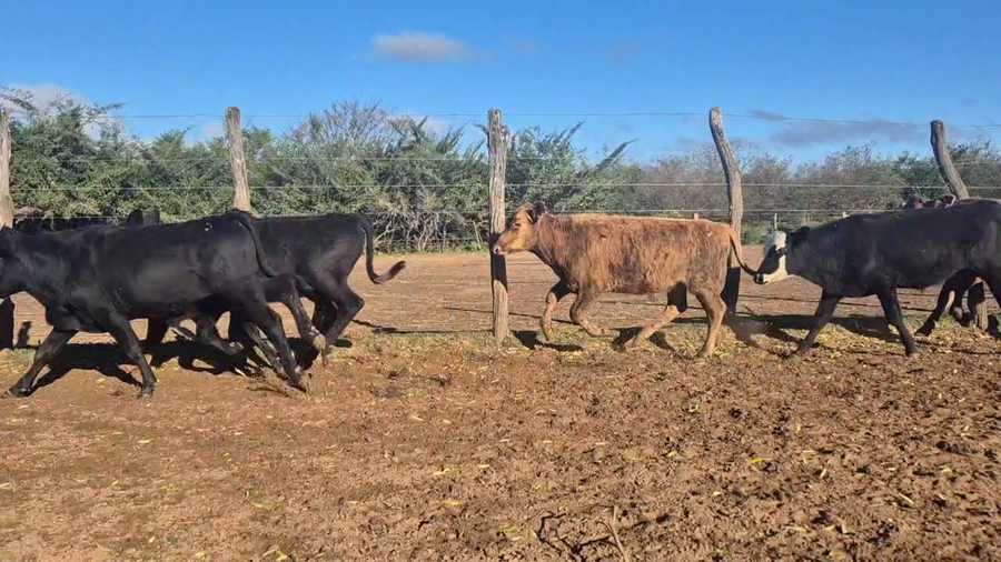 Lote 56 Terneros en Corrientes, Yapeyú