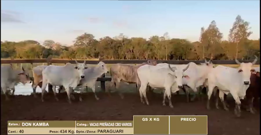 Lote 22º Entre Martillos - Lote 22