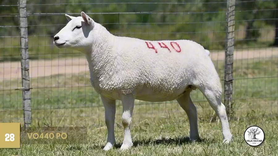 Lote Borregas a remate en Texel Don Amilcar y Villa Olivar, Canelones