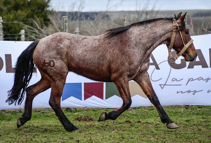 Lote TIRANA LA FLECHILLA
