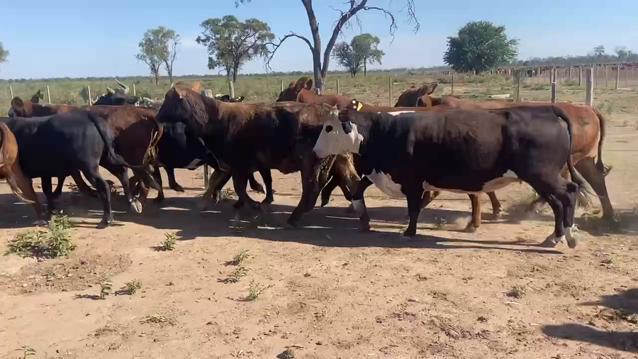 Lote 50 Vacas de invernar en Bandera, Santiago del Estero