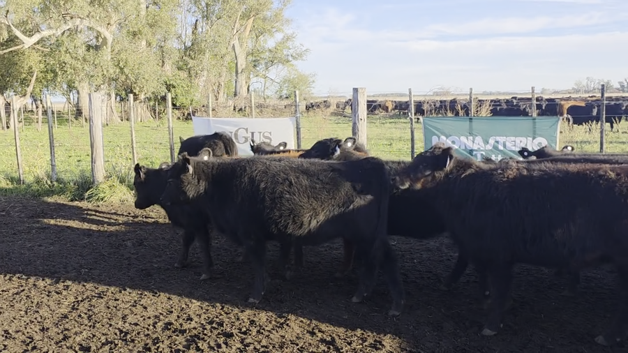Lote 50 Terneras en Buenos Aires, Monte