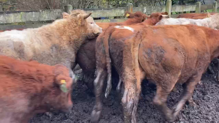 Lote 20 Novillo Engorda en Río Bueno, XIV Región Los Ríos