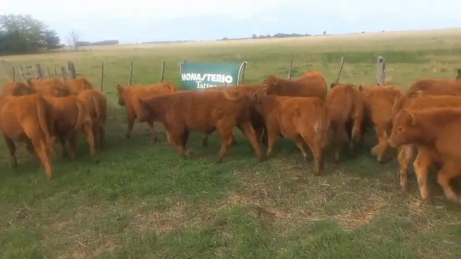 Lote 65 Terneros EN DAIREAUX