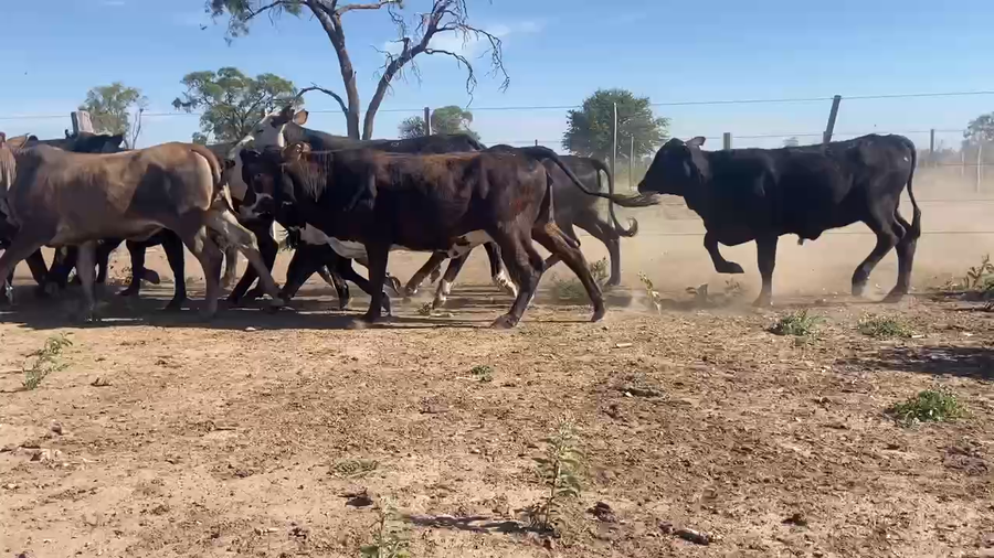 Lote 101 Terneras en Bandera, Santiago del Estero