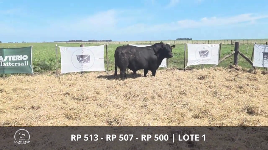 Lote TOROS PUROS POR CRUZA