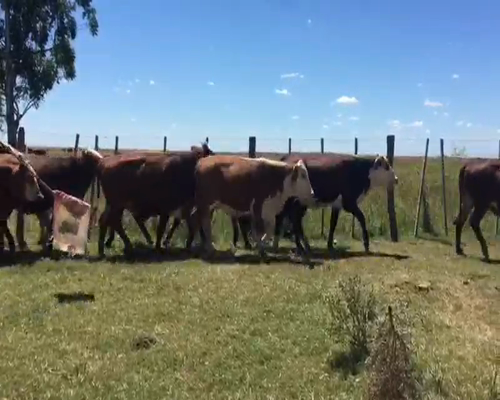 Lote 50 Vaquillonas en San Miguel, Corrientes