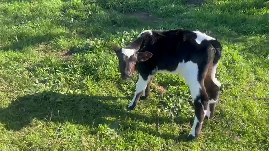 Lote 7 Terneros a remate en Pantalla Camy, San José