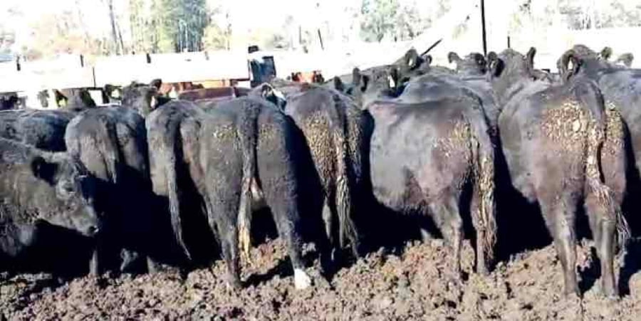 Lote 22 Vaquilla Engorda en Río Bueno, XIV Región Los Ríos