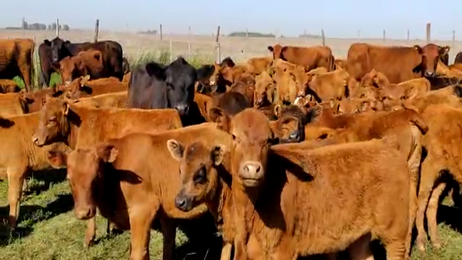 Lote 100 Terneros en Buenos Aires, Gral. Lamadrid