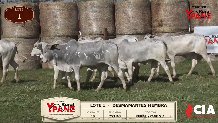 Lote Lote 1