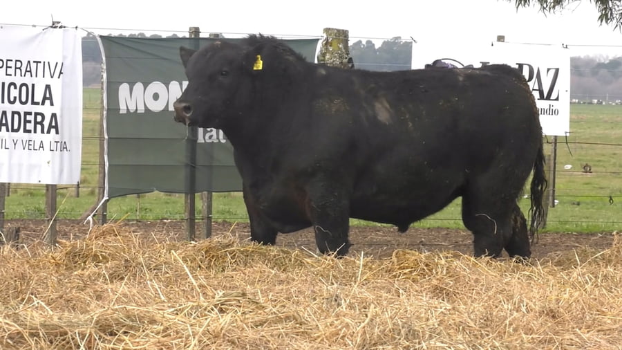 Lote TOROS PUROS POR CRUZA