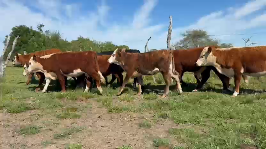 Lote 42 Terneros/as