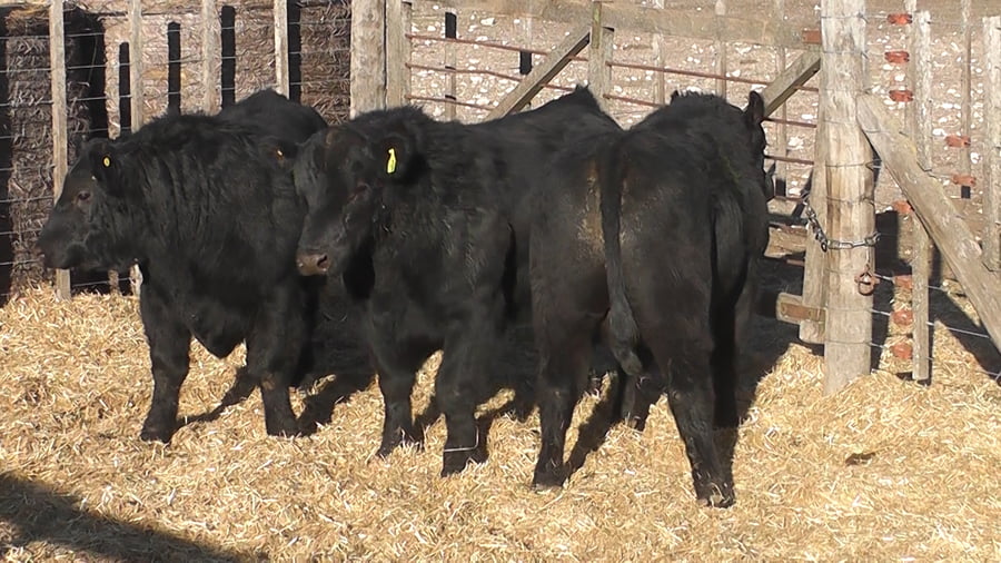 Lote 3 Toros a remate en Cabaña La Escondida de Zuberbühler, Buenos Aires