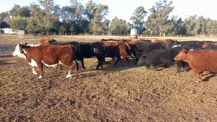 Lote 61 Terneros/as en Buenos Aires, Urdampilleta