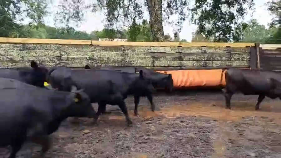 Lote 15 Vaquilla Engorda en Villarrica, IX Región Araucanía