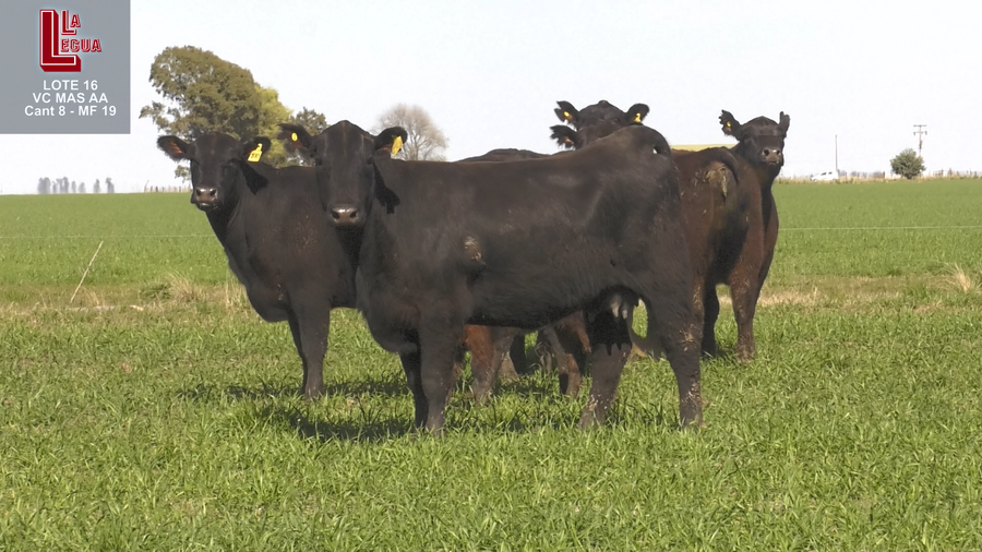 Lote VACAS  ANGUS NEGRO  PC  C/ GTIA DE PREÑEZ PARICIÓN PRIMAVERA