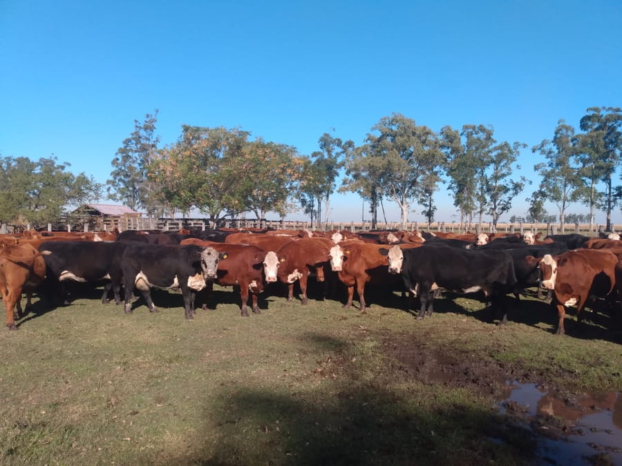 Lote SAENZ VALIENTE, BULLRICH Y Cia. S.A.