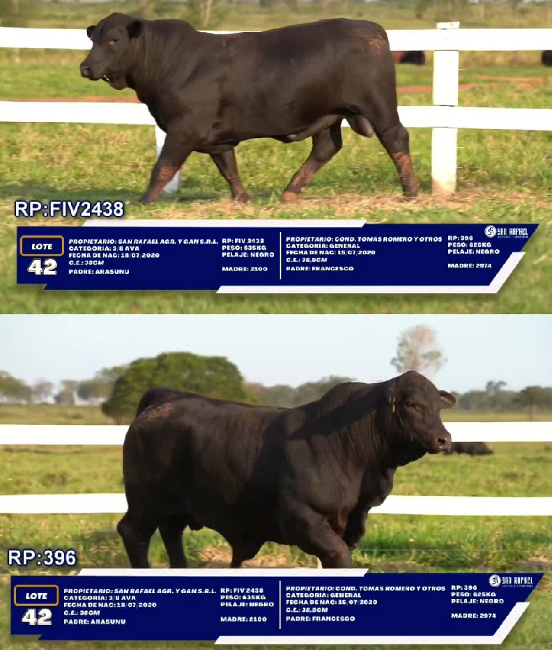 Lote LOTE 42 - DUO