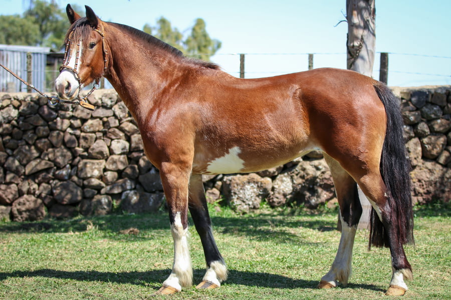 Lote Santa Ines Muchacha