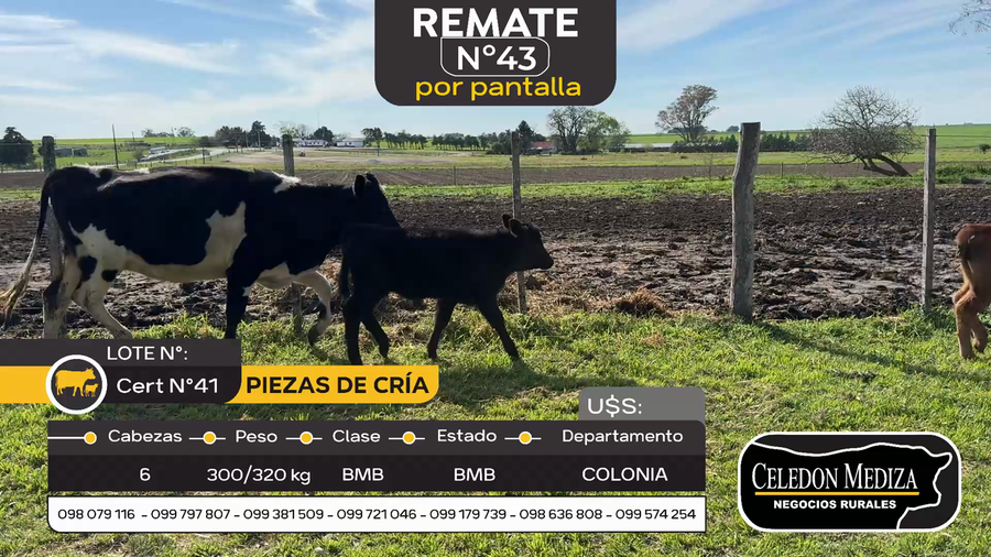 Lote 6 Piezas de cría en Otra Localidad, Colonia