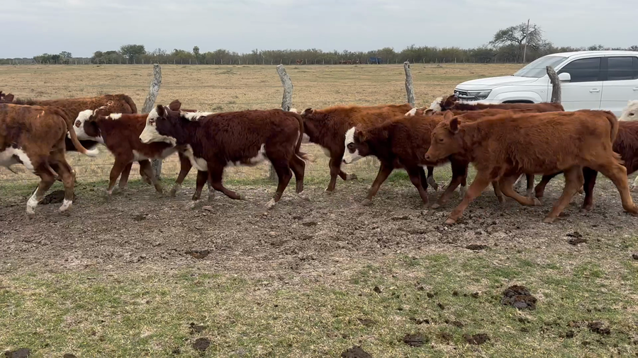 Lote 85 Terneros/as en Corrientes, Perugorría