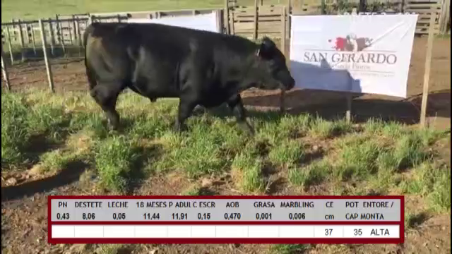 Lote TOROS ABERDEEN ANGUS