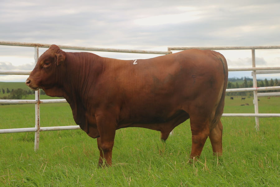 Lote Toros a remate en 14º Nacional Brangus, Tacuarembó