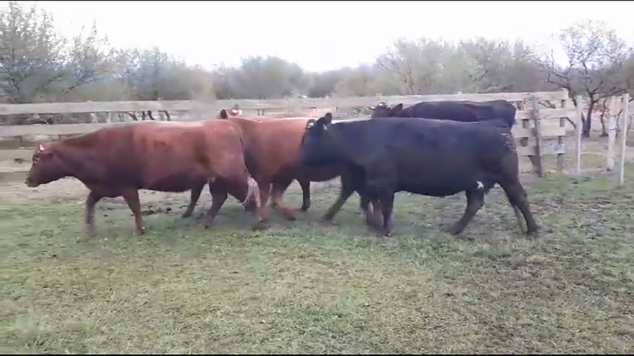 Lote VACAS GORDAS