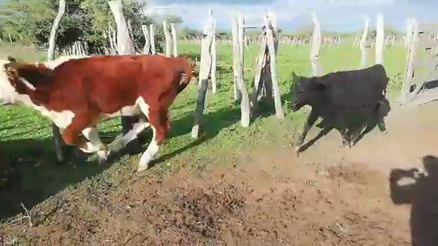 Lote 100 Terneros/as en Federal, Entre Ríos