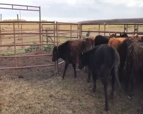 Lote 30 Terneros/as en Lobos, Buenos Aires