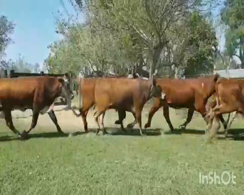 Lote 40 Novillos en Concepción, Corrientes
