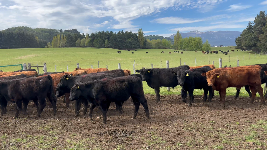 Lote 58 Novillo Engorda en Coyhaique, XI Región Aysén