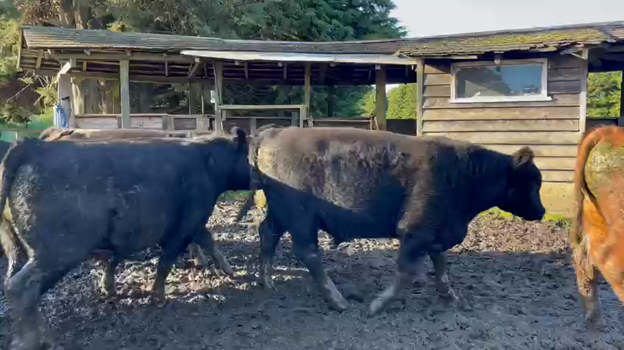 Lote 42 Novillo Gordo en Puyehue, X Región Los Lagos