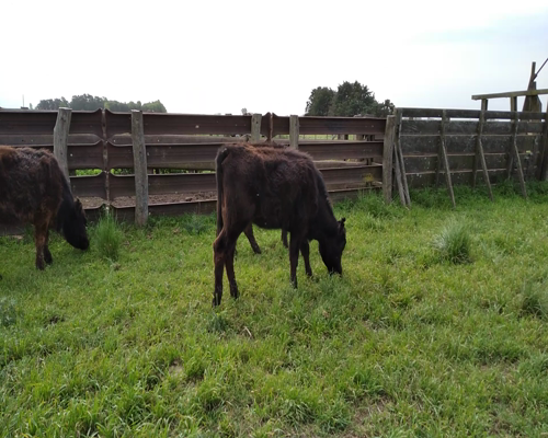 Lote 4 Vaquillonas en Rauch, Buenos Aires