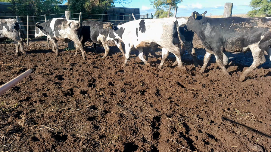 Lote 15 Novillitos Feed Lot Holando Argentino en Morteros, Córdoba