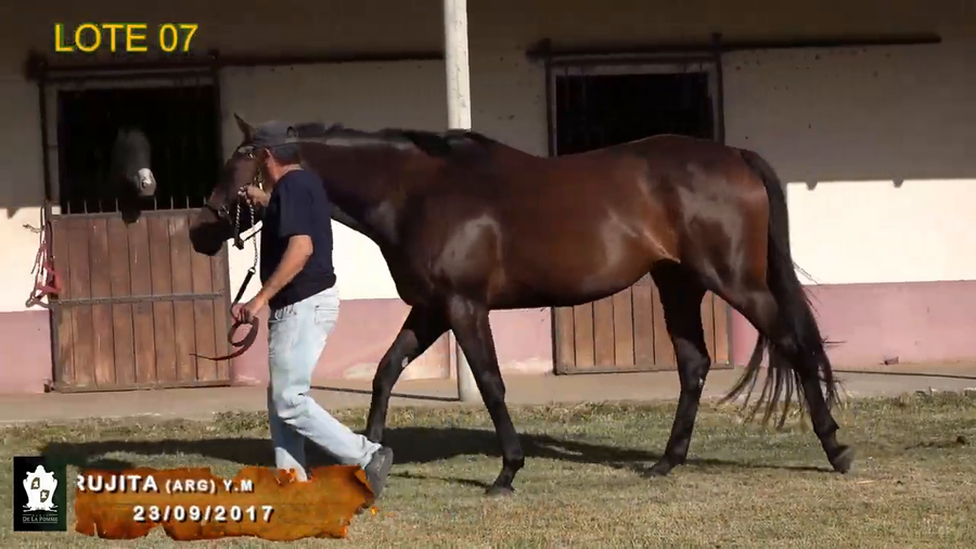 Lote Dulce Brujita (Arg)