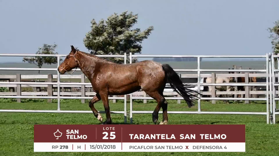 Lote TARANTELA SAN TELMO