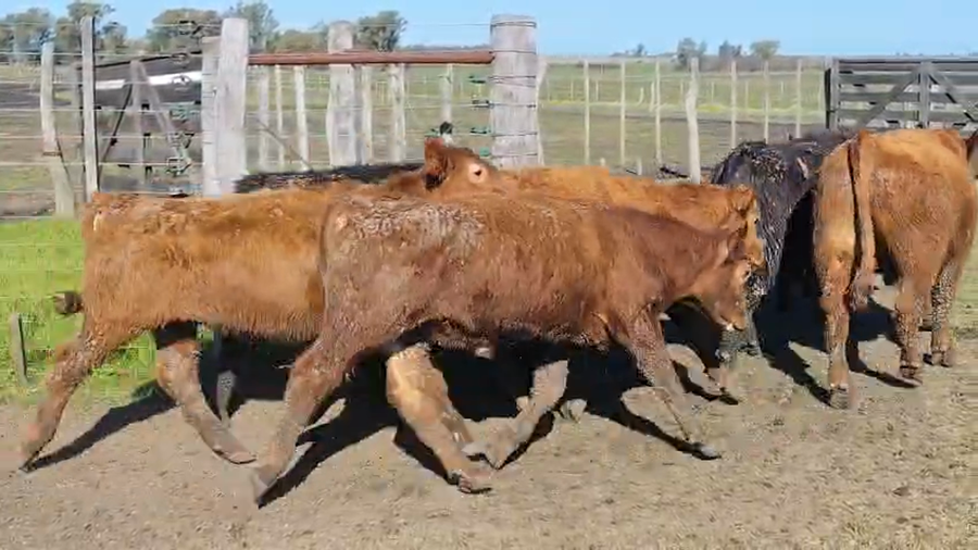 Lote 90 Terneros en Entre Ríos, Gualeguaychú
