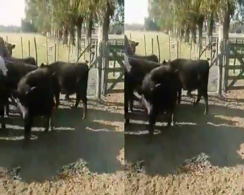 Lote 16 Terneros/as en Lobos, Buenos Aires