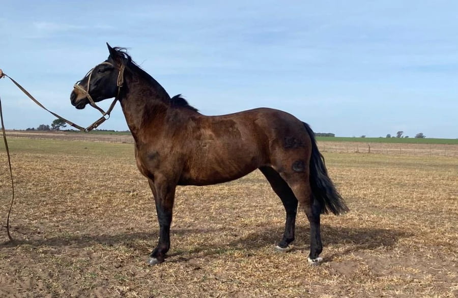 Lote HEJU NO ME IMPORTA