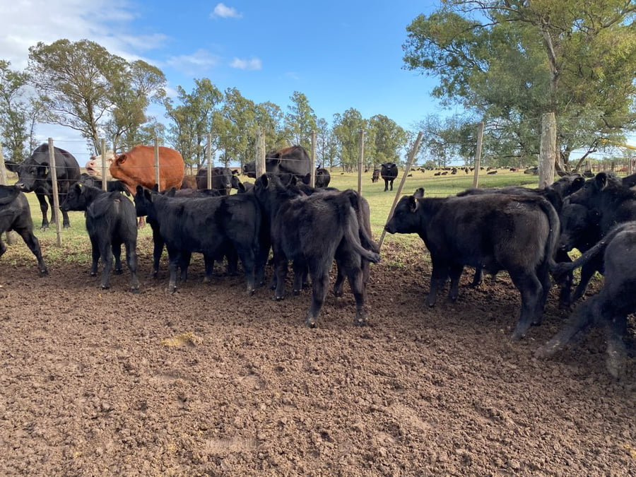 Lote 25 Terneros en Tres Arroyos, Buenos Aires