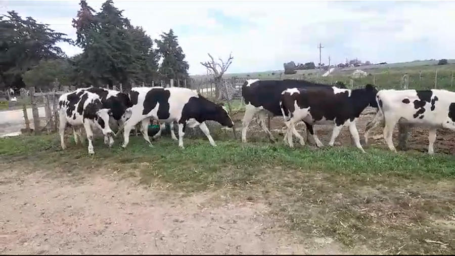 Lote (Vendido)10 Novillos Holando HOLANDO a remate en #37 Pantalla Carmelo 280kg -  en SANTA ROSA