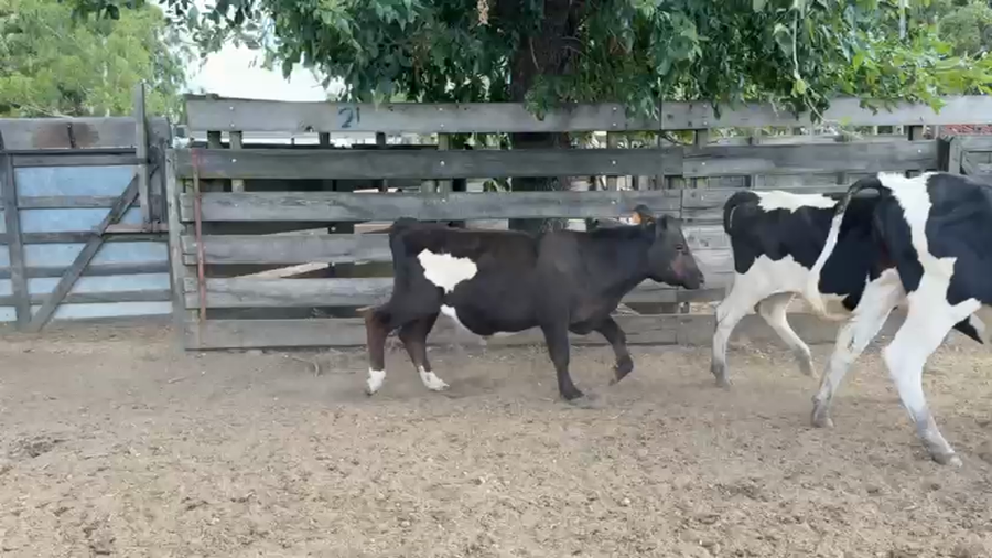 Lote NOVILLOS 1 a 2 AÑOS