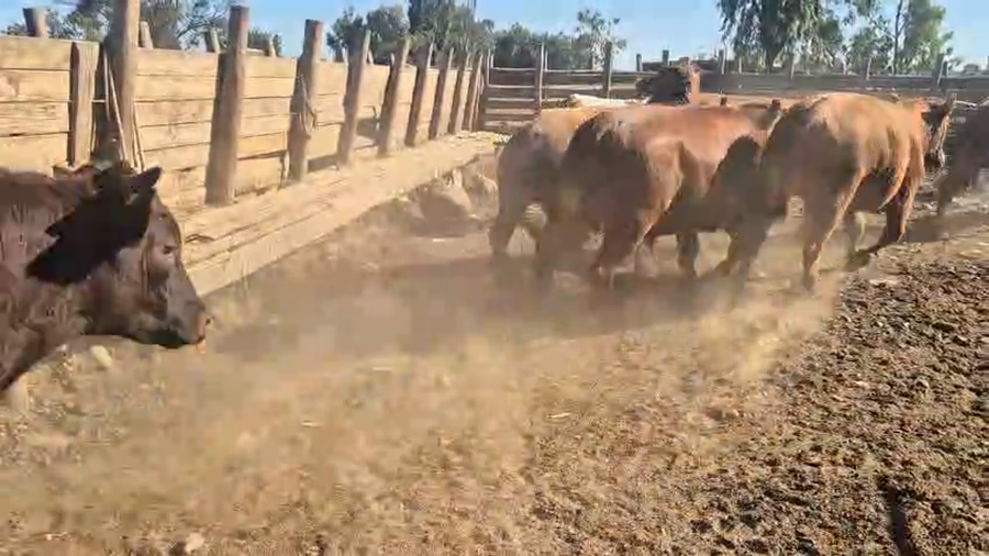 Lote 45 Novillo Gordo en Pelarco, VII  Región Maule