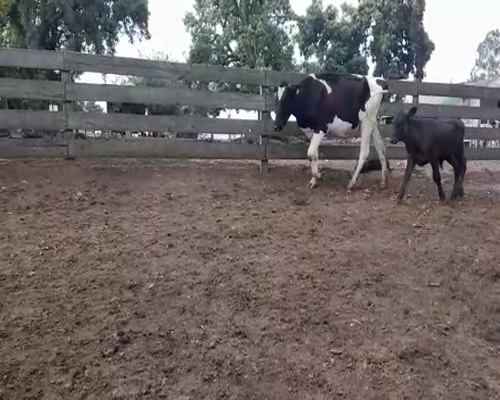 Lote (Vendido)2 Piezas de cría HOLANDO a remate en Entre Martillos en CARRETA QUEMADA