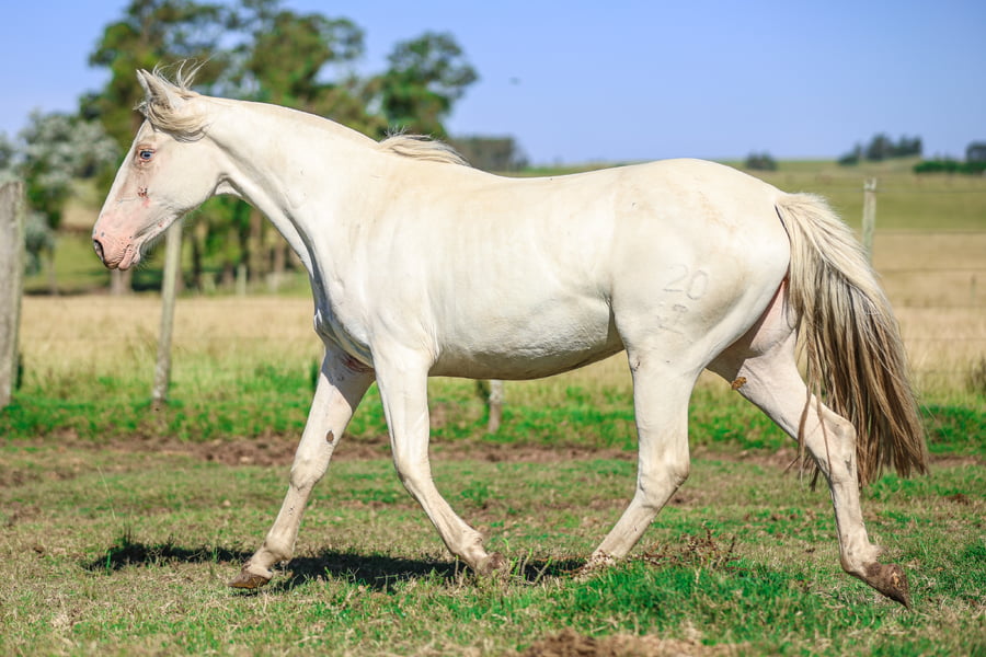 Lote LA CASTELLANA VIDA LINDA