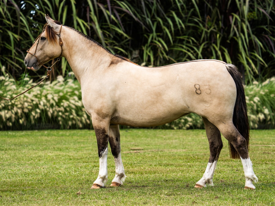 Lote Guirita Fiqueta